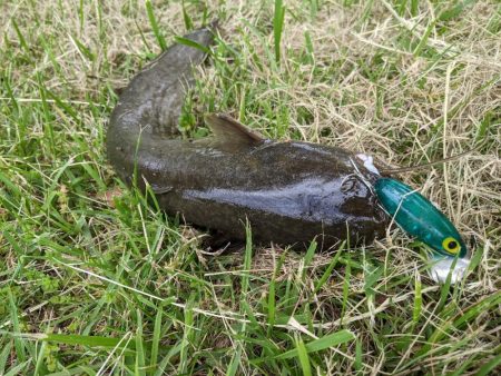 癒しのナマズ釣り