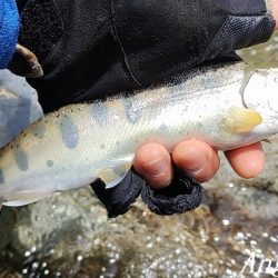 数は少ない、釣れたら良型