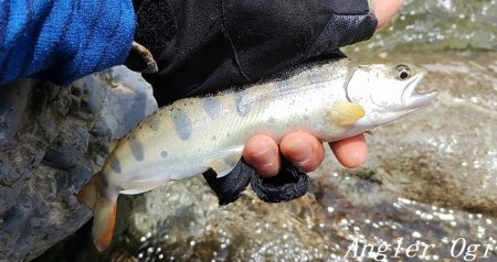 数は少ない、釣れたら良型