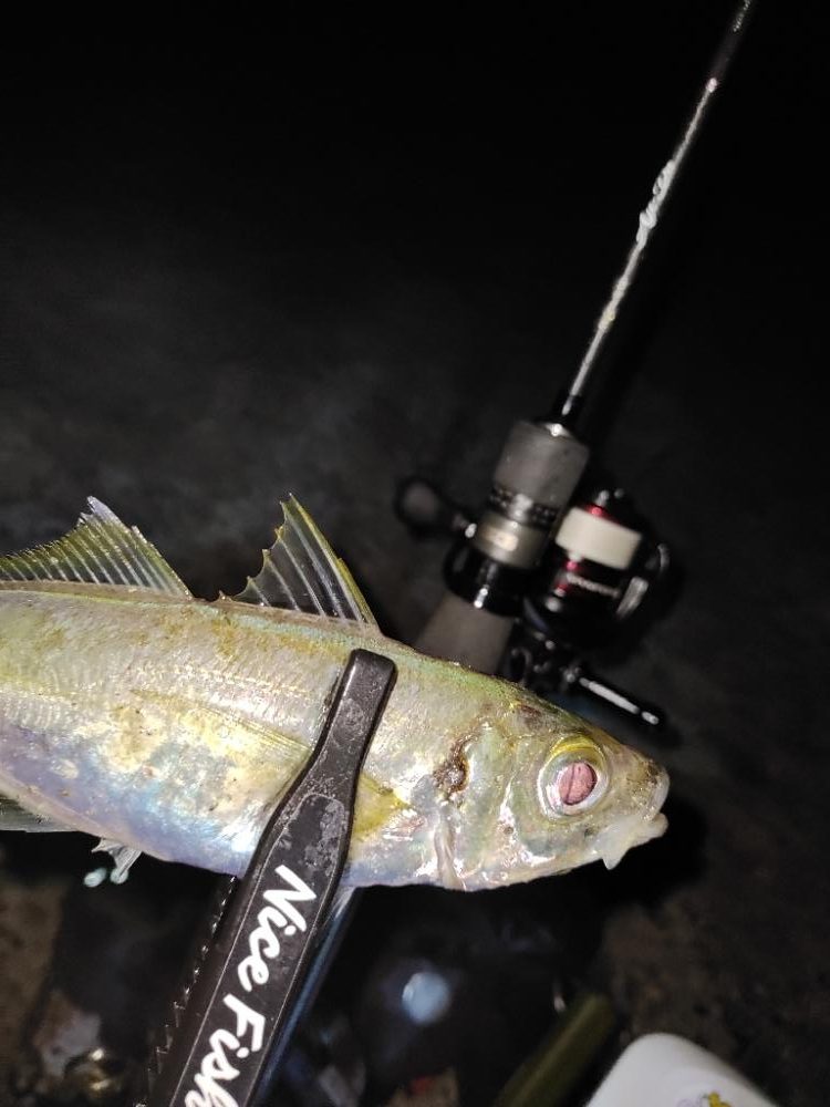 アジング@鹿児島垂水