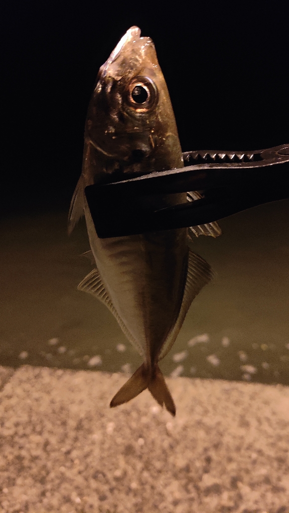 最初はあたりもなく。