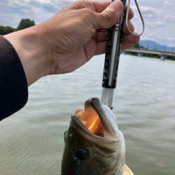 アフタースポーン45cm