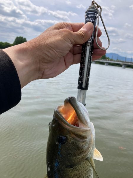 アフタースポーン45cm