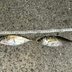 台風前にアジング