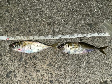 台風前にアジング