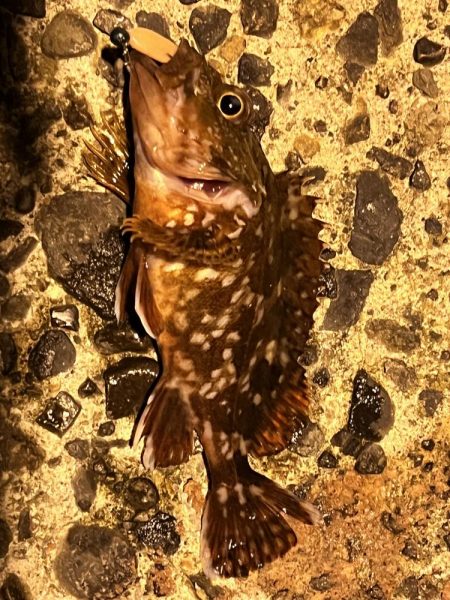 やっとここのロッドでアジ釣れました5