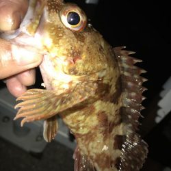 メバルウキ釣り