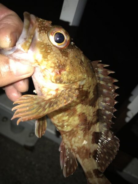 メバルウキ釣り