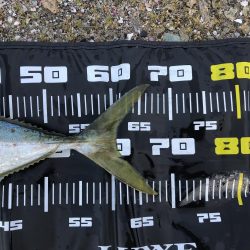 みんなでメジロ!