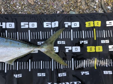 みんなでメジロ!