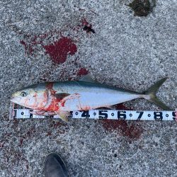 ここで、又、鰤だが痩せているのだ