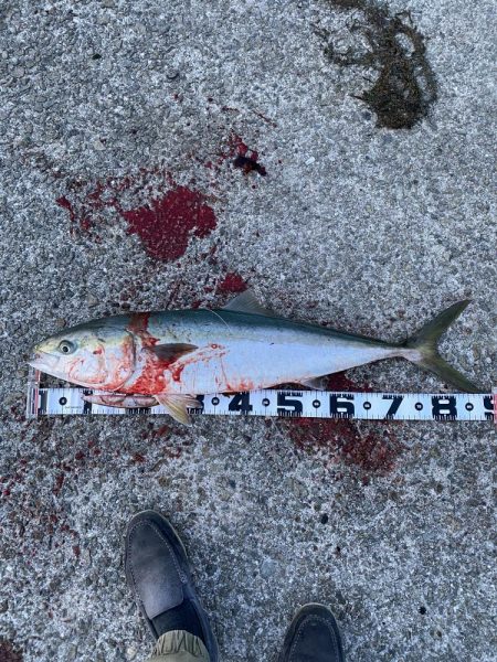 ここで、又、鰤だが痩せているのだ