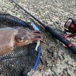 モンゴウイカ　1.２キロ