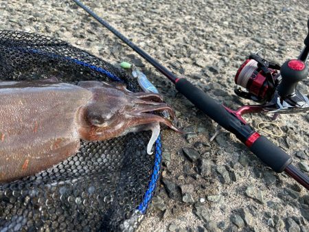 モンゴウイカ　1.２キロ