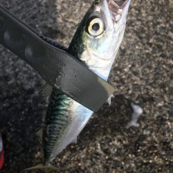 投げサビキでアジ、サバ、イワシ大漁GET