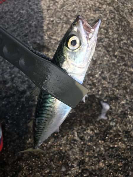 投げサビキでアジ、サバ、イワシ大漁GET