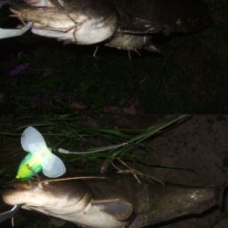 シーズン初釣行 ベストシーズンのナマズトップゲーム