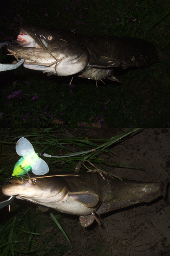 シーズン初釣行 ベストシーズンのナマズトップゲーム