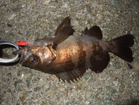 水潮の影響でイマイチ
