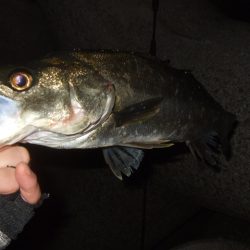 また水潮っぽい渋さ