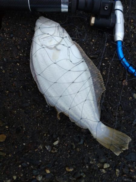 ヒラメ・フクラギ釣れました！