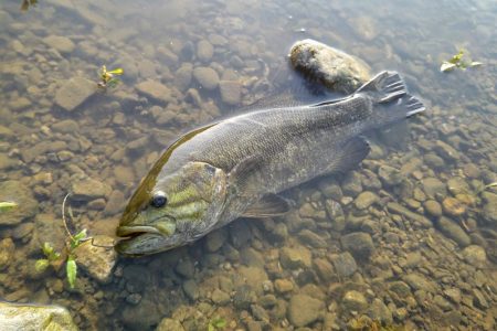 川バス狙い打ち