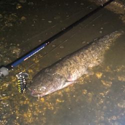 トップでナマズ