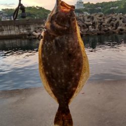雨上がりのヒラメ