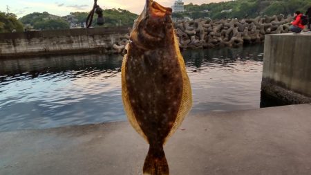 雨上がりのヒラメ