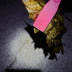 あえ漁港メバリング