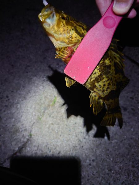 あえ漁港メバリング