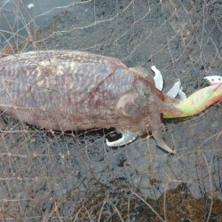 モンゴウイカ大漁アオリイカバラシ