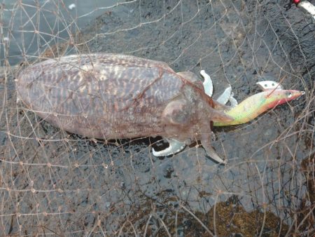 モンゴウイカ大漁アオリイカバラシ