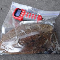 モンゴウコウイカぼちぼち