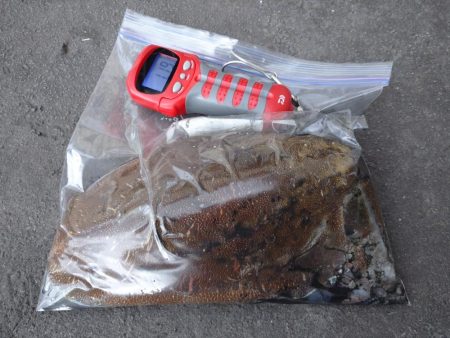 モンゴウコウイカぼちぼち