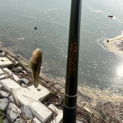 テナガエビ調査