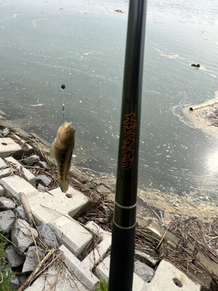 テナガエビ調査