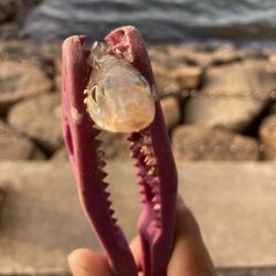 はげ王としょへ王のまったりキス釣り