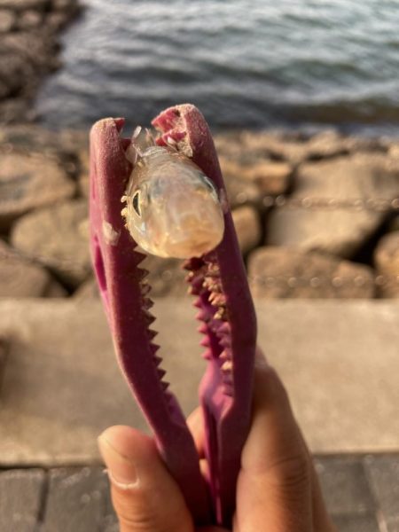 はげ王としょへ王のまったりキス釣り