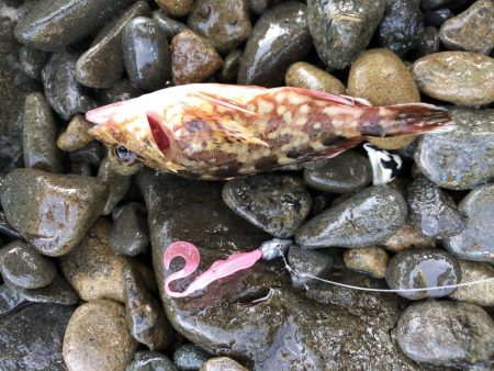 ふら〜っと釣り