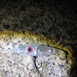 ほぼ1年ぶりのシーバス複数ヒット　