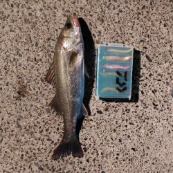 久しぶりにシーバスをなんとか