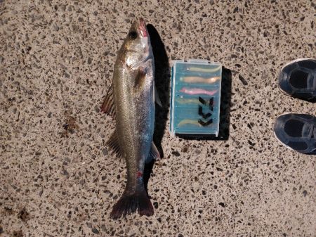 久しぶりにシーバスをなんとか