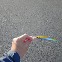 エソが釣れました