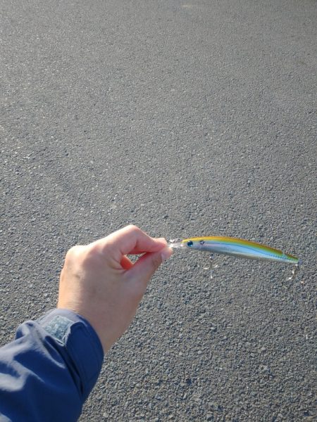 エソが釣れました