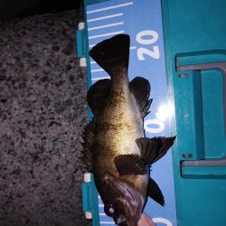 アジングからのメバリング