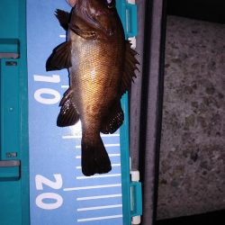 アジング メバリング