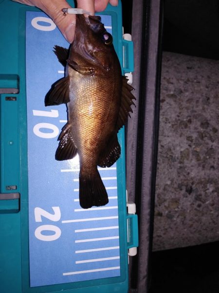 アジング メバリング