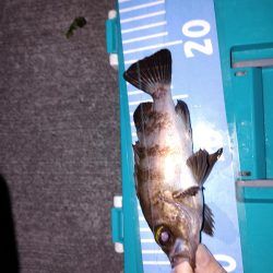 エギング　メバリング