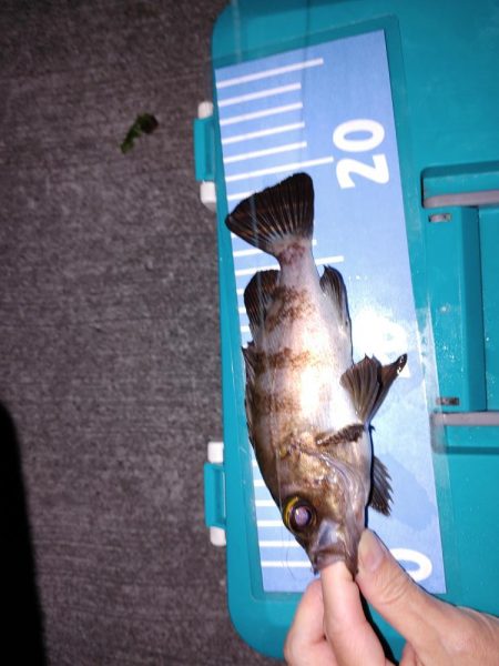 エギング　メバリング